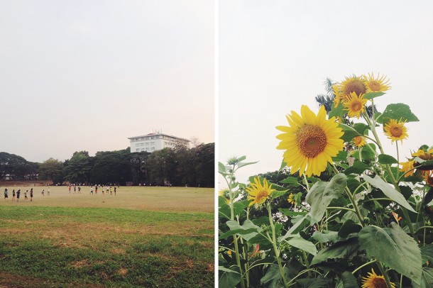 One afternoon at UP Diliman